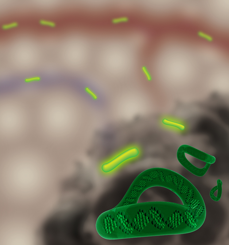 Illustration of tumor-activatable DNA minicircles